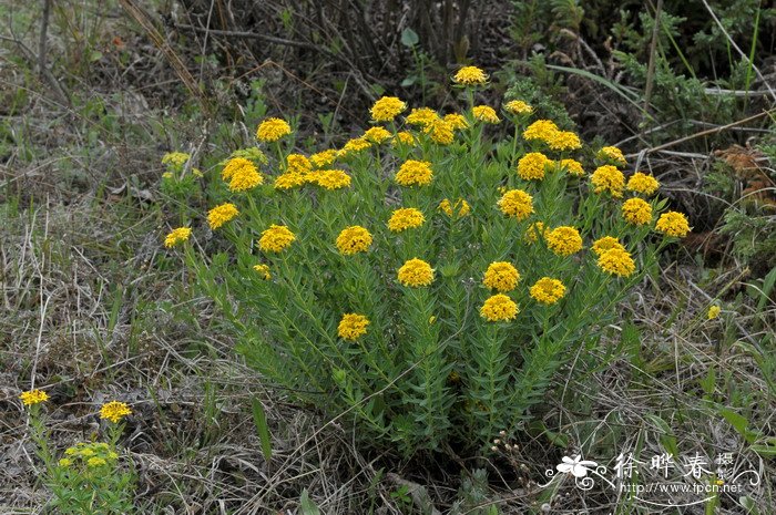 福禄考花