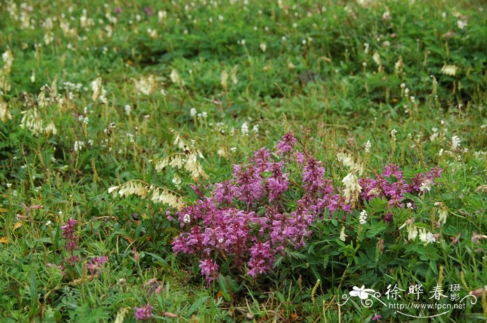 山东桂花怎样越冬