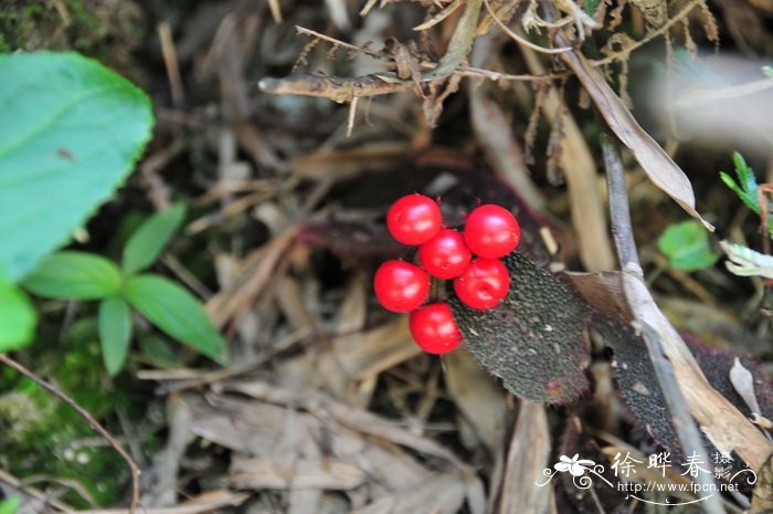 桂味 荔枝