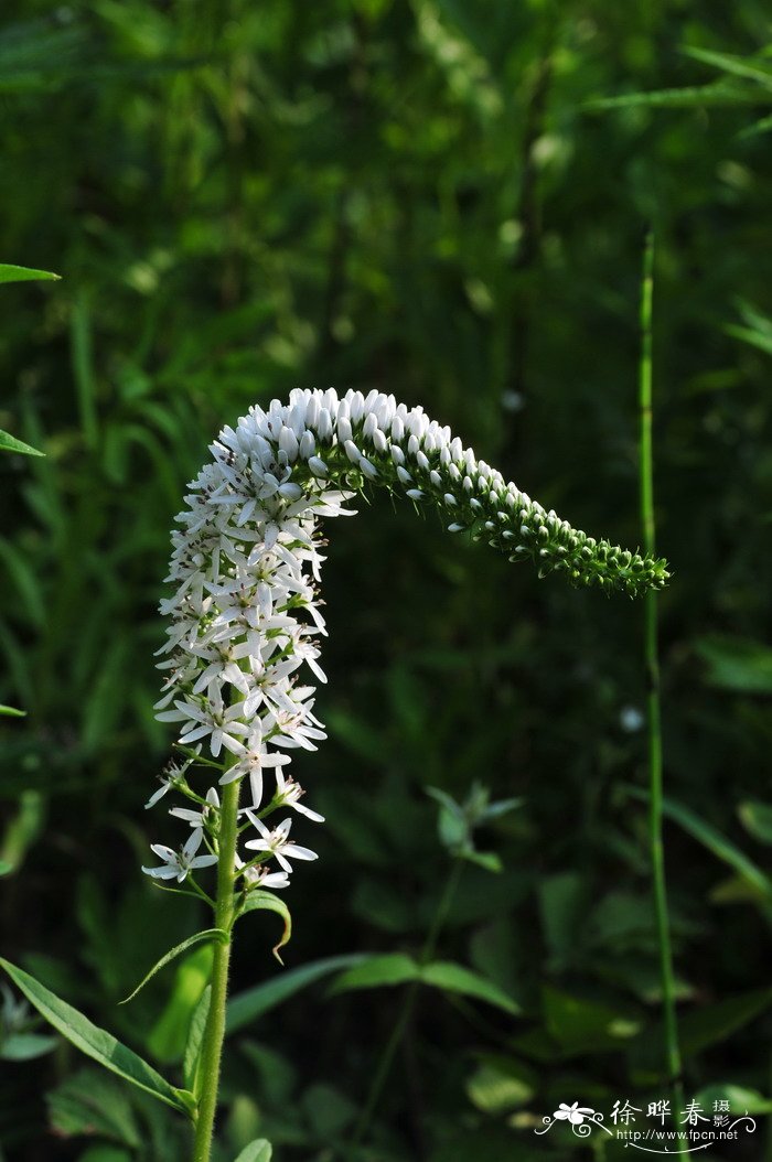 虎皮兰开花