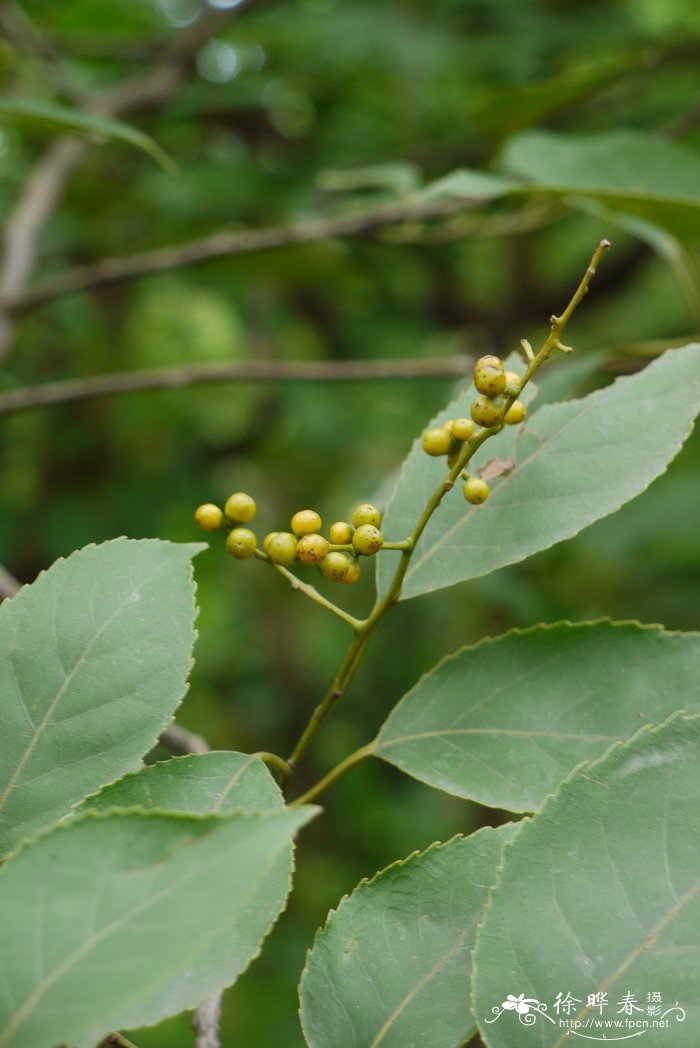 梦香兰一年开几次花