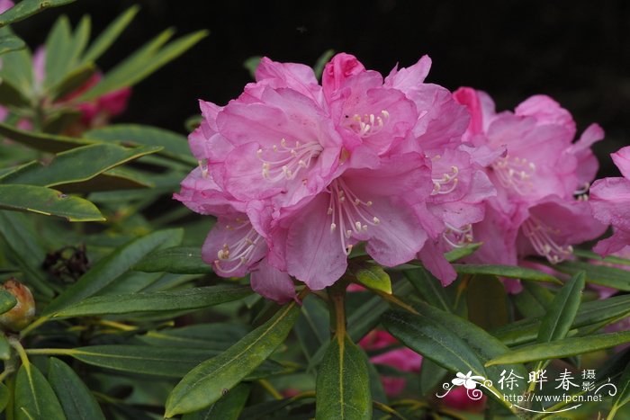 桂花花语及寓意