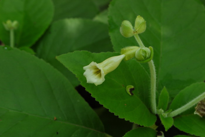 面条菜是什么菜