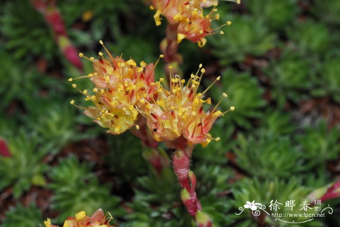 茉莉花开花时间