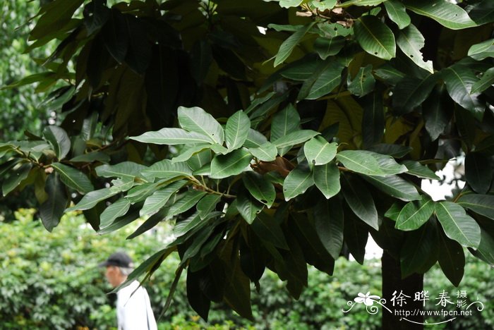 长寿花养护