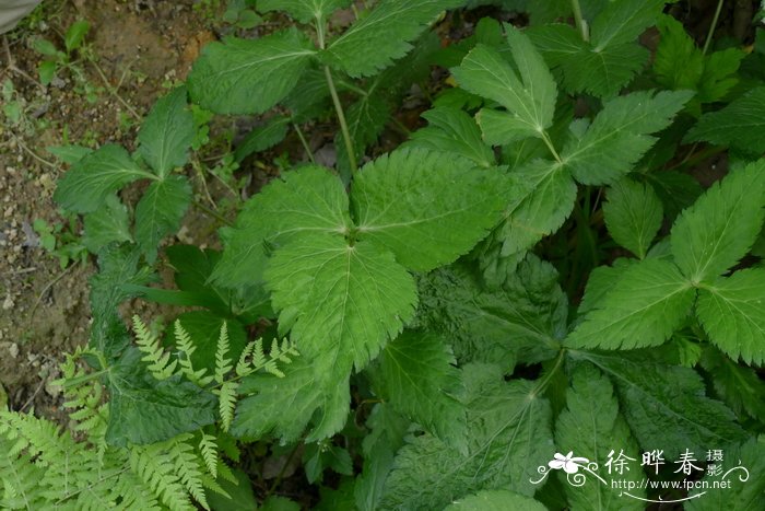 百合花什么季节开放