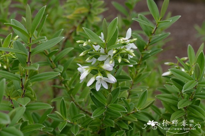 玉兰花是什么季节开的