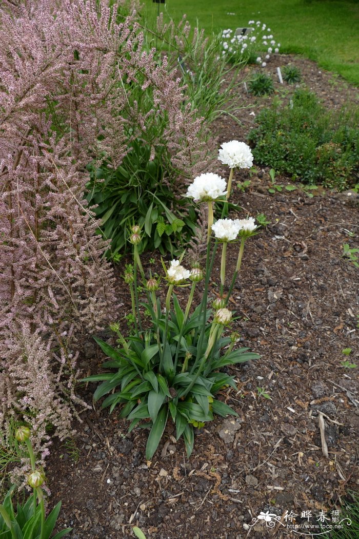 杀菌水