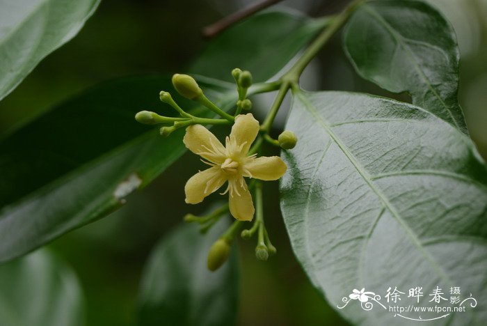 风箱图片