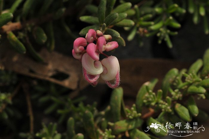 迎春花特点