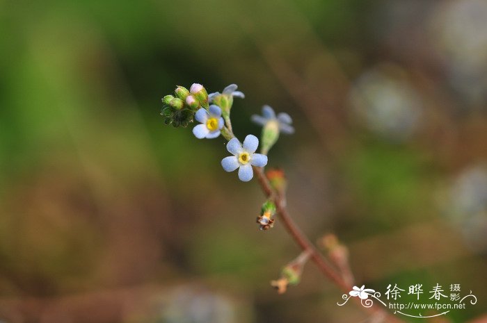 北京 鲜花速递