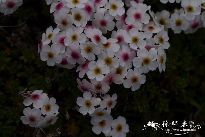 送女生花