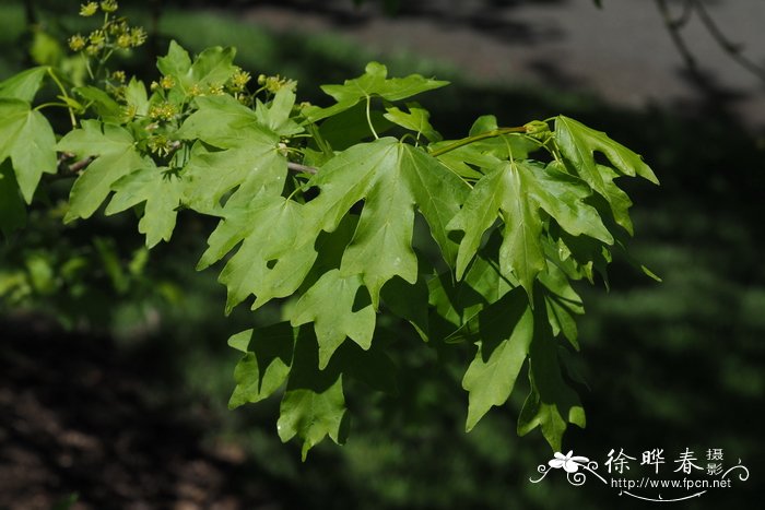 藏红花什么时候开花