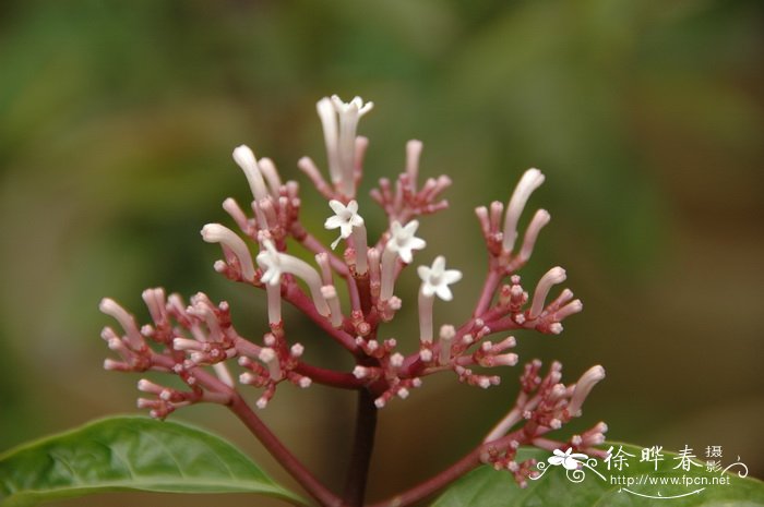 刺玫瑰花怎么养殖方法