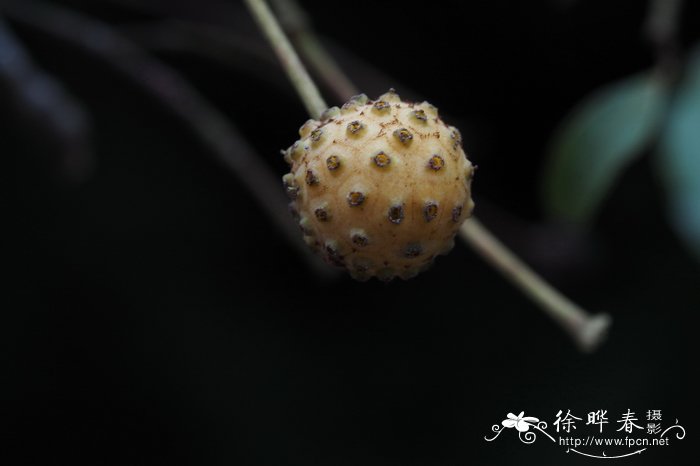 芍药的功效与作用