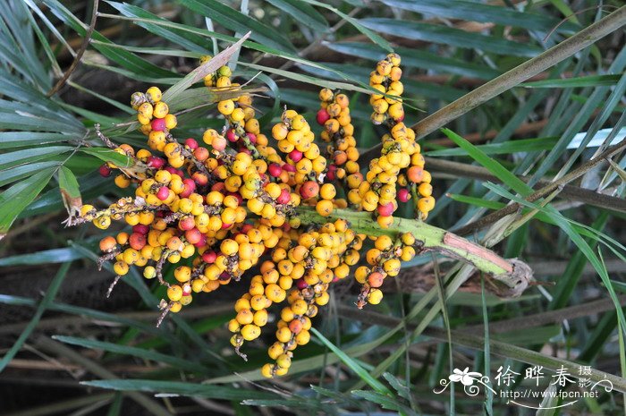 水仙花的花语