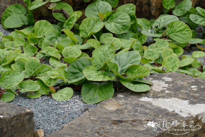 油菜花介绍