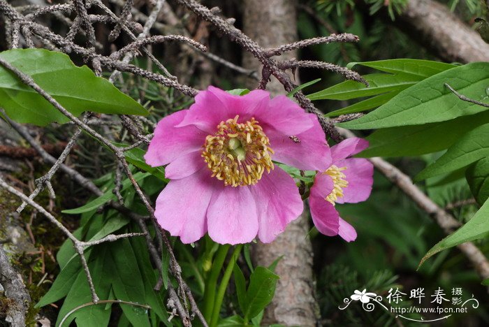 桃花的样子和特点