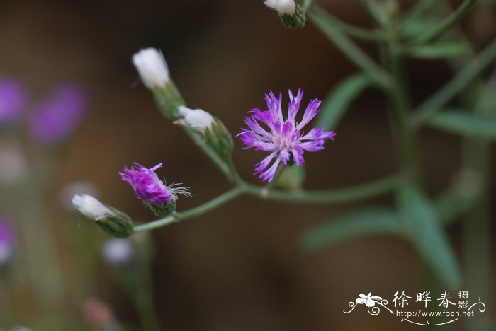 桂花价格