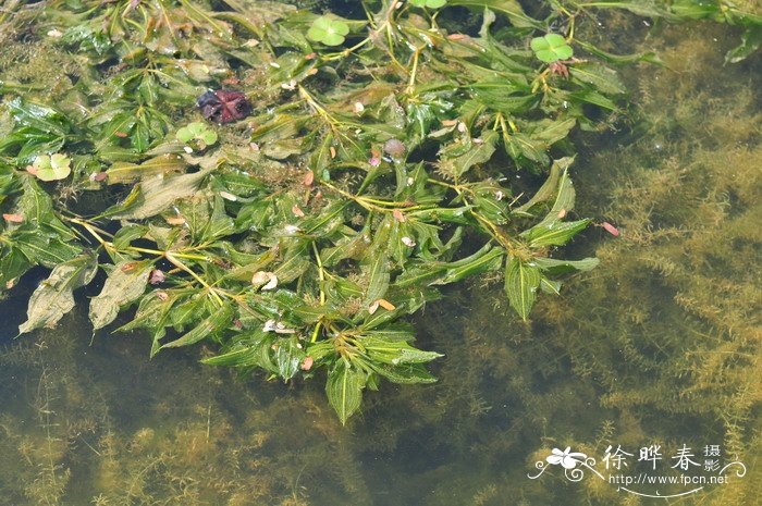 桑植论坛