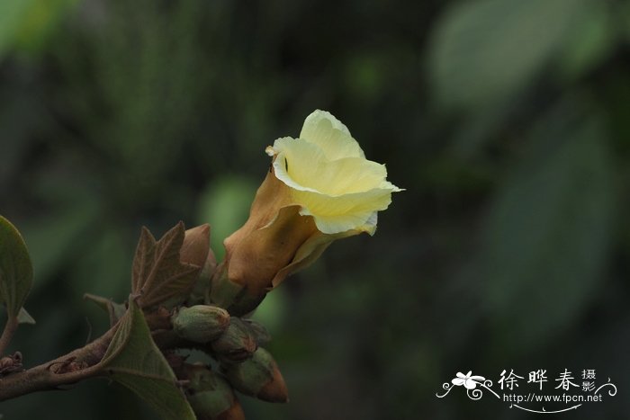 彼岸花的寓意和花语