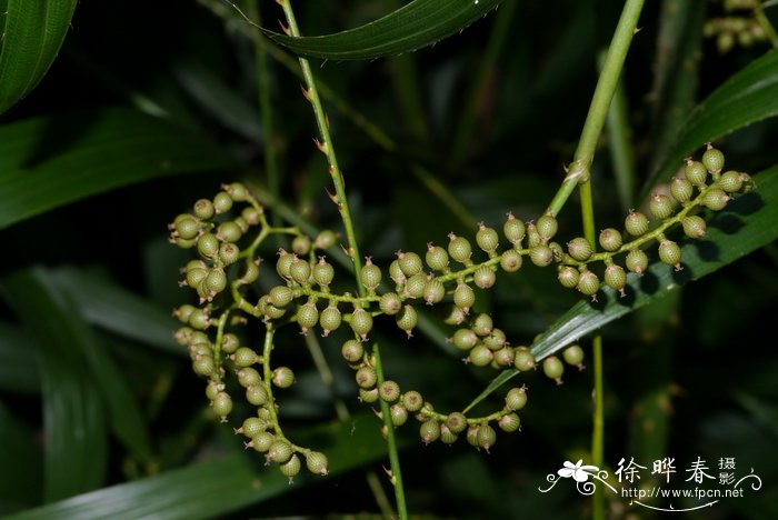 玉渊潭樱花