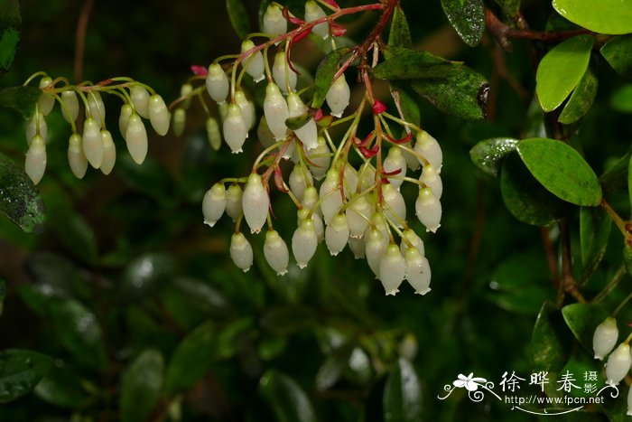 菊花的花语是什么