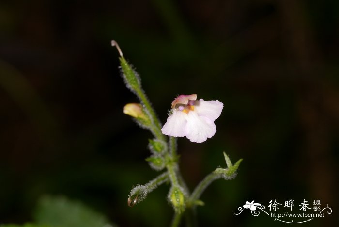 桃花花语