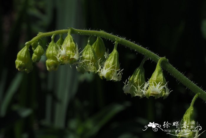 黑色大丽花图片