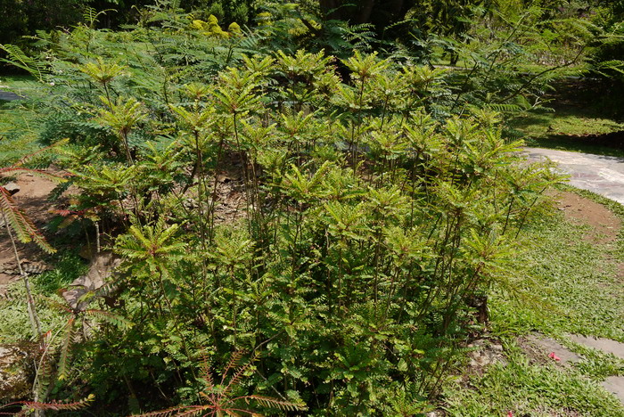 蓝楹花和蓝花楹区别