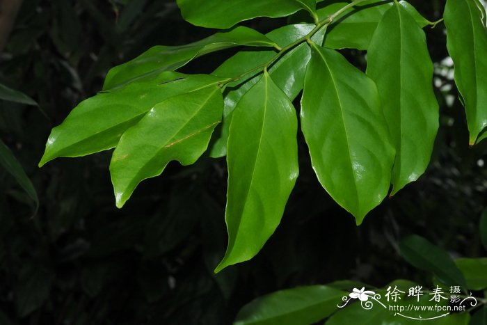 防辐射植物防辐射植物