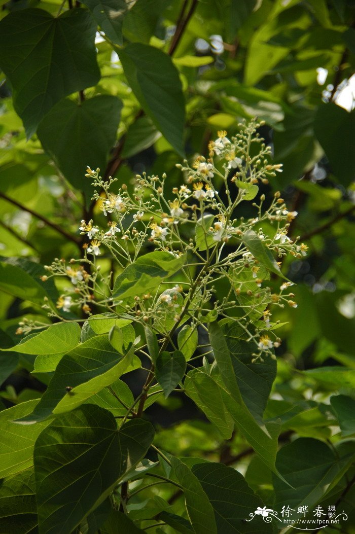 盆栽桂花怎么养家庭养法