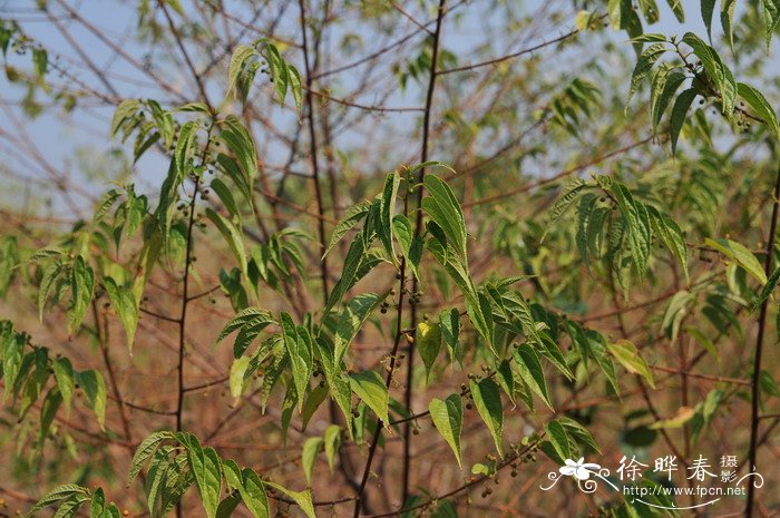 四季红山茶花