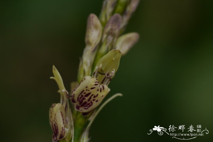 丁香花种植