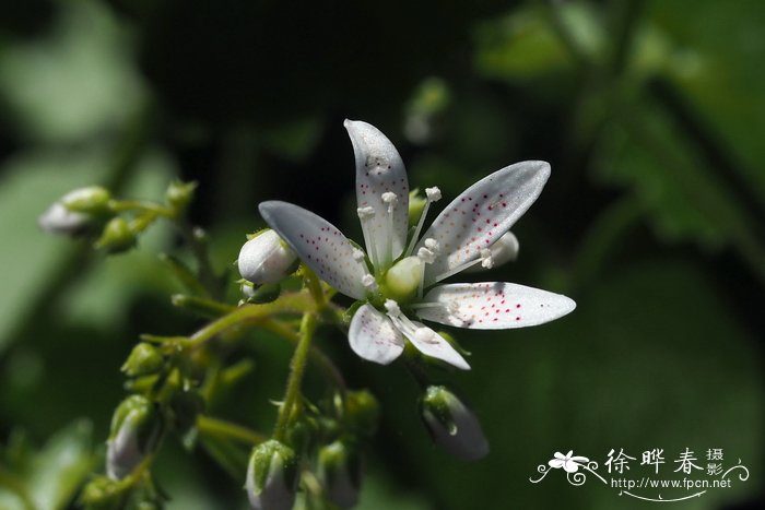 洋槐花图片