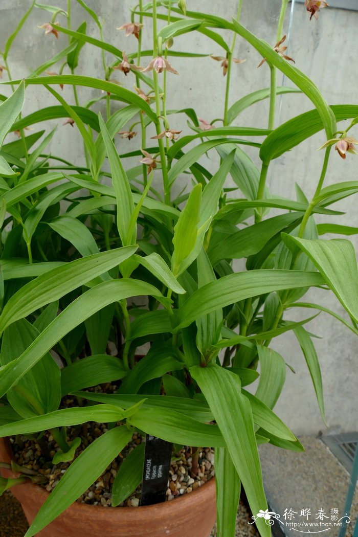 百合花样子