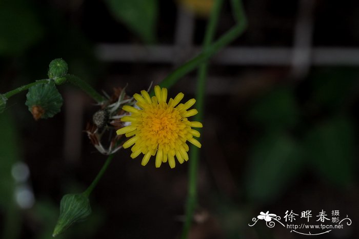 美人蕉花期