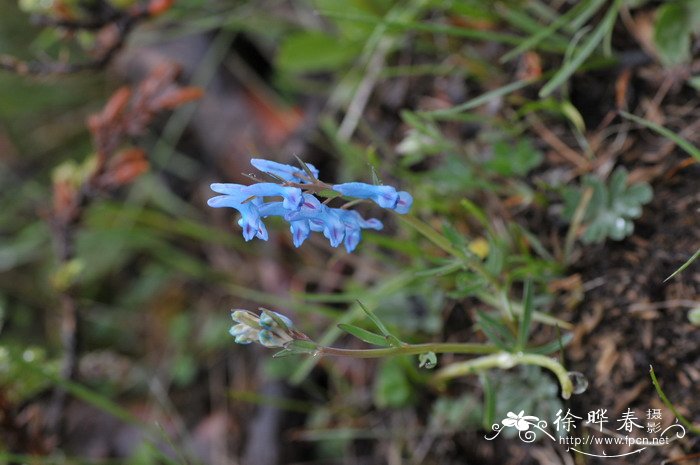 油菜花的习性