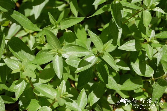 蓝莓的种植方法和技术