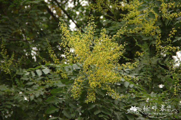 龙牙草