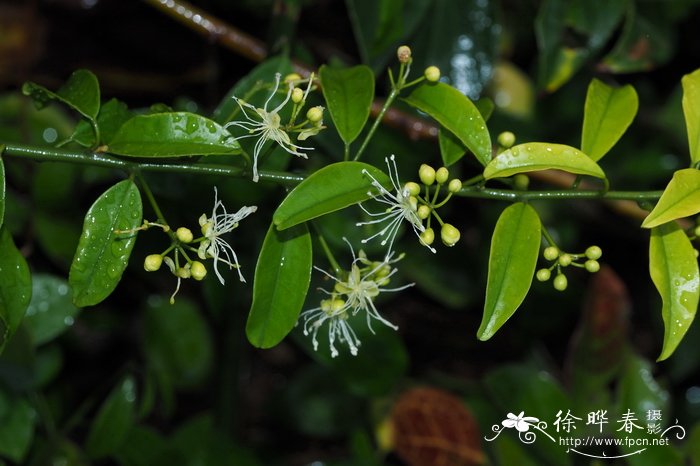 盆景植物大全