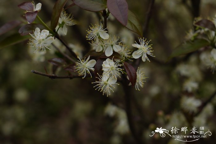 木香花哪个品种最香