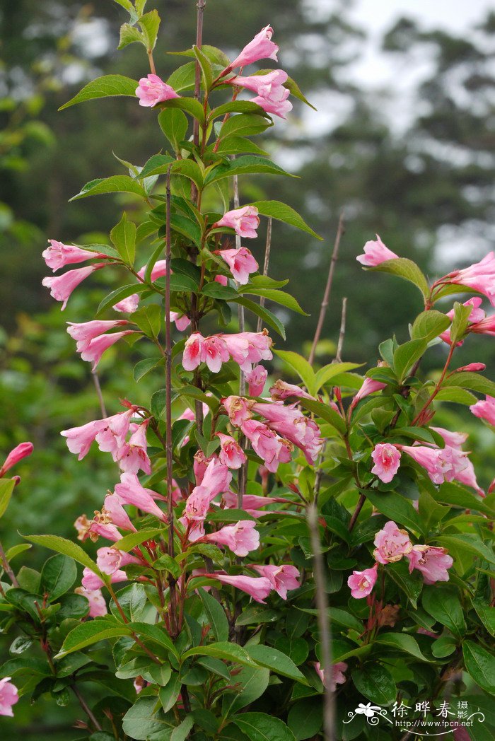 山东桂花怎样越冬