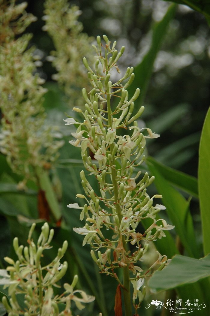 阳台花卉