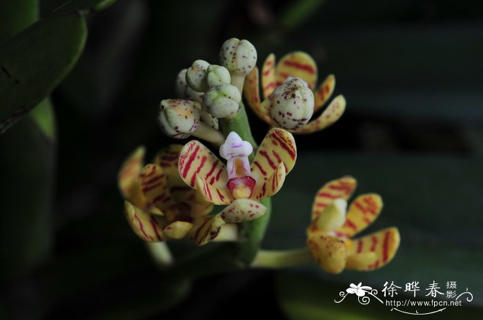 无花果种植技术与管理