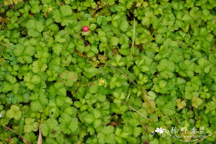 春羽花图片