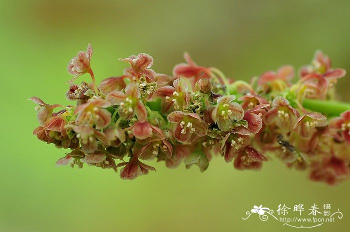 梦香兰一年开几次花