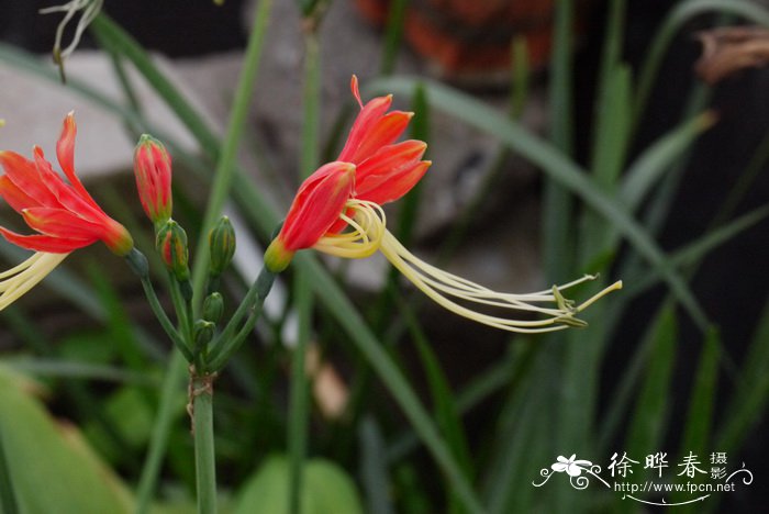 百合是百合花的哪个部位