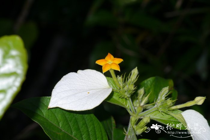 异木棉花