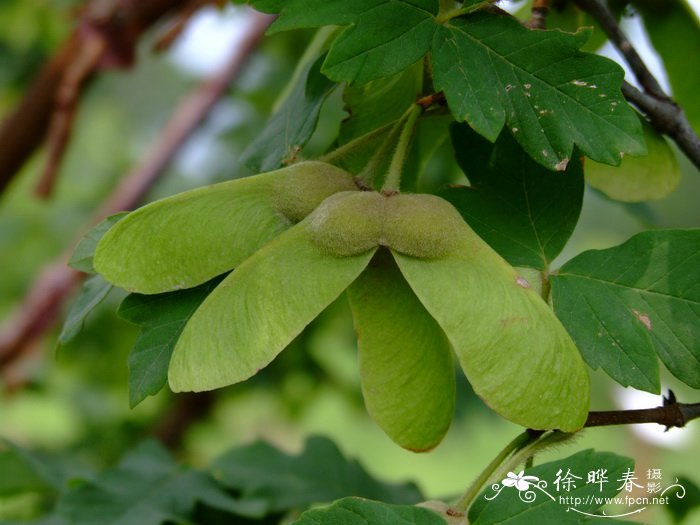 百合花代表什么意思